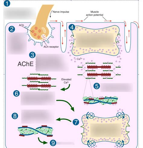 steps in muscle contraction Diagram | Quizlet