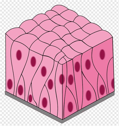 Simple Columnar Epithelium Diagram