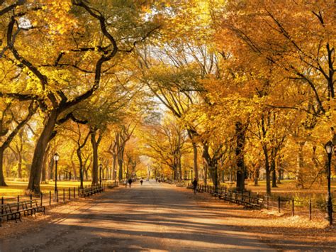 Central Park Fall Foliage Map - Discover NYC