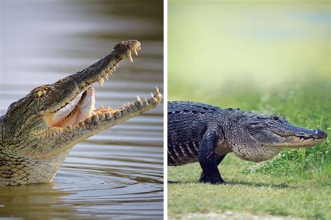 Caiman Alligator Crocodile Difference