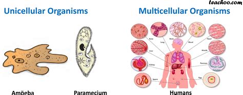 single celled organism vs multicellular