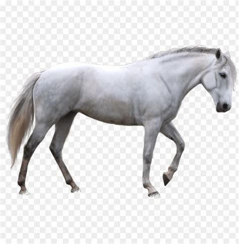 Free download | HD PNG horse png image white horse transparent ...