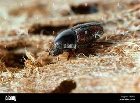 ELM BARK BEETLE Scolytus scolytus Vector of Dutch Elm Disease Stock ...