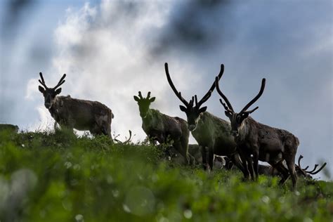 The delicate art of stabilizing Yukon’s Fortymile caribou herd | The ...