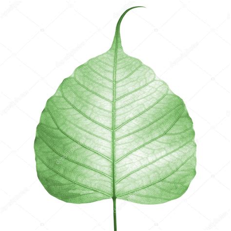 Green leaf vein ( bodhi leaf ) — Stock Photo © tingyaso #7158258