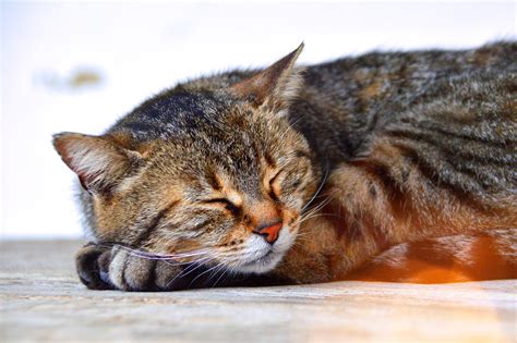 7 Signs That Your Cat Is in Pain | Pawjourr Blog