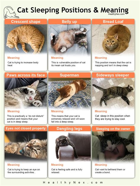 21 Cat Sleeping Positions Explained (With Pictures) Catster, 43% OFF