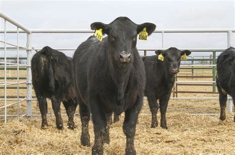 Certified Angus Beef’s new direct-to-consumer program | Ag Proud