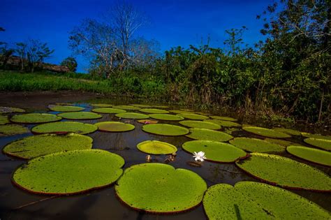 Victoria Water Lily Facts - Rainforest Cruises