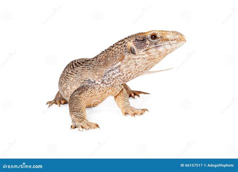 Young Savannah Monitor Lizard Royalty-Free Stock Photography ...