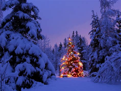 Christmas, Christmas Tree, Winter, Snow, Christmas Lights, Forest ...