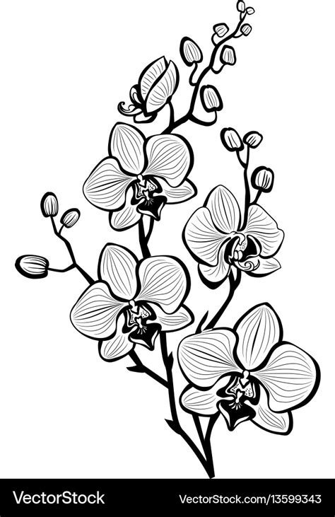 Sketch of orchid flowers Royalty Free Vector Image