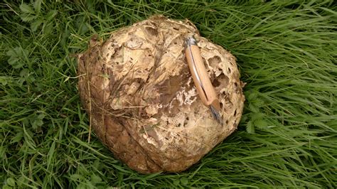 Puffballs – Identification, Distribution, Edibility – Galloway Wild Foods