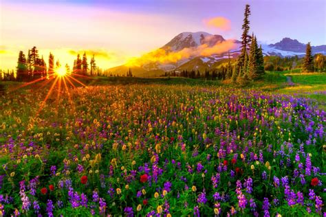 Nature's Spring Symphony: HD Wallpaper of a Sunset Over Wildflower Meadows