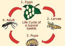 Beetle Life Cycle - Common Life Span Of A Beetle