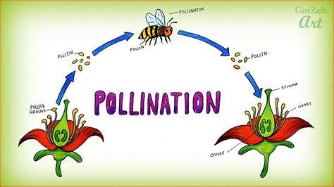 What Is Pollination Diagram For Kids Bees Honey