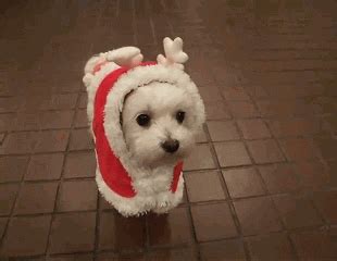 Cute GIF - Find & Share on GIPHY