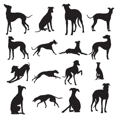 Greyhound dog silhouettes,Greyhound dog animal silhouette collection ...