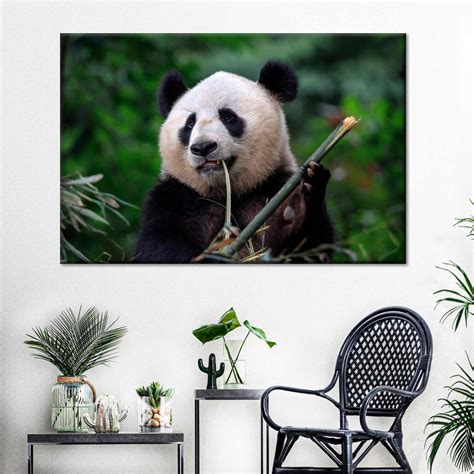 Panda Eating Bamboo Wall Art | Photography