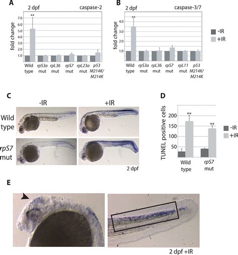 Caspase 3/7 activation is increasingly impaired in RP mutants. A ...