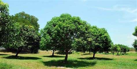 Famous Orchard Farms In The Philippines