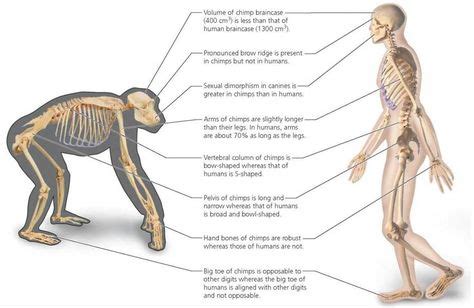 52 Ape anatomy ideas | primates, apes, great ape