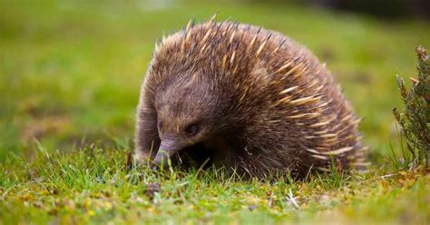 Echidna Behavior - AnimalBehaviorCorner