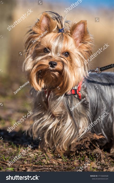 Yorkshire Terrier Smallest Dog Breed Sitting Stock Photo 1713660568 ...