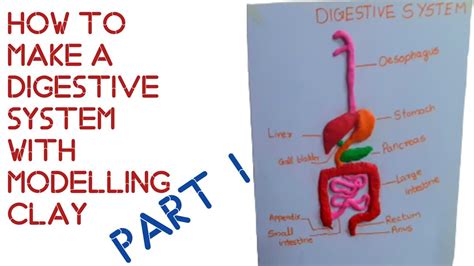 Play Doh Digestive System - passmoms