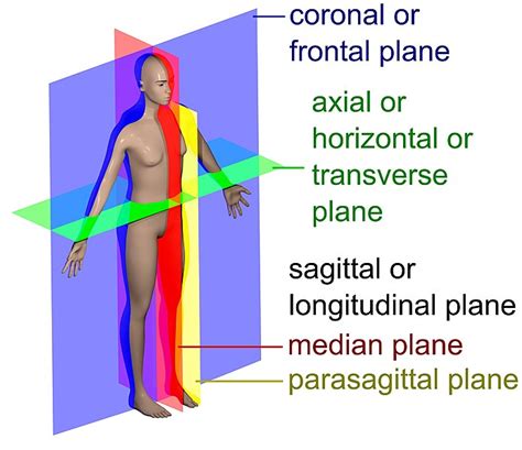 Longitudinal section - Definition and Examples - Biology Online ...