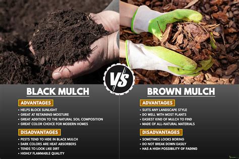 Black Mulch Vs. Brown Mulch Pros & Cons: Which Is Better?