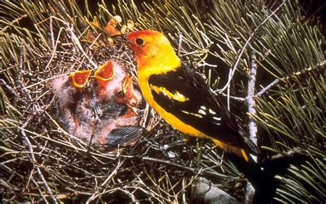 western tanager nest - Google Search | Bird sightings, Birds, Bird species