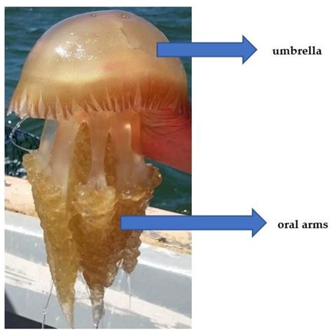 Jellyfish Food Chain