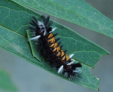 Caterpillar Identification Guide: Find Your Caterpillar With Photos and ...