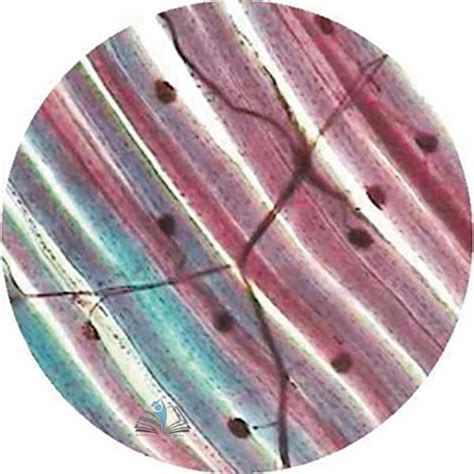 Prepared Microscope Slide - Pituitary Gland V.L.S. Manufacturer ...