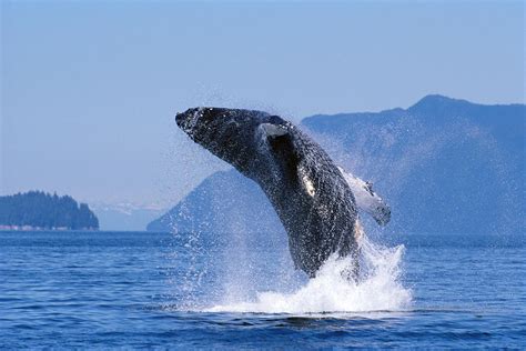 Humpback Whale Breaching Photograph by John Hyde - Printscapes