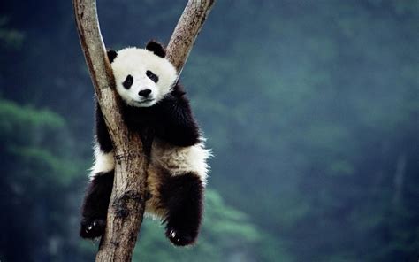 Panda HD Wallpapers - WallpaperSafari