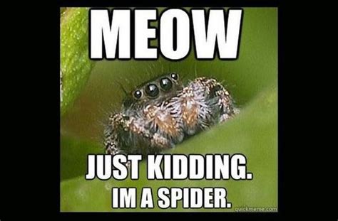 Funny spider memes Flashcards | Memorang