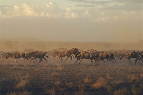 Tanzania's best safari story, Serengeti Migration - Lonely Planet