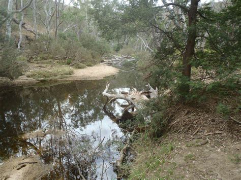 Many hands make light work of creating Macquarie perch habitat - GB CMA ...