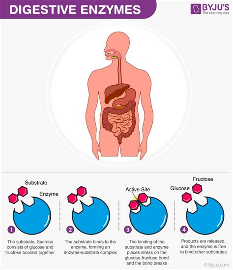 Digestive Enzymes and its Types -Amylase, Protease and Lipase