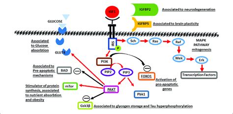 | A schematic of Insulin-like growth factor 1 (IGF1) molecular pathways ...