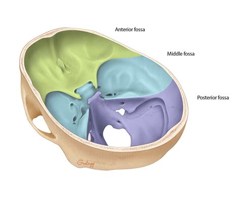 Overview of Temporal Bone – Oto Surgery Atlas