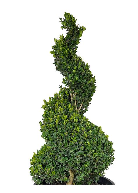 Buxus sempervirens Spiral Topiary 33-36 Inch - The Garden Corner