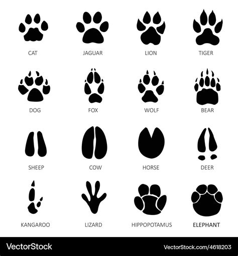 Animals footprints Royalty Free Vector Image - VectorStock