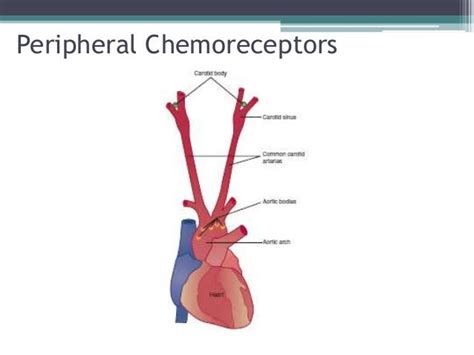 Respiratory physiology