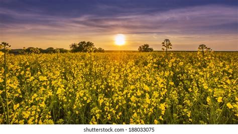 Canola Field Spring Warm Sunset Light Stock Photo 188033075 | Shutterstock