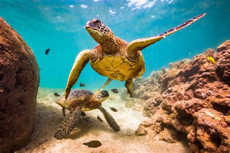 イギリスで「海洋生物学部」が人気急騰。次なる経済フロンティア「海」で起こる、投資拡大と海洋キャリアの多様化 | AMP[アンプ] - ビジネス ...