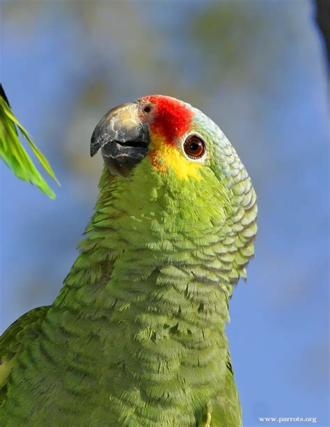 Parrot Encyclopedia | Red-lored Amazon | World Parrot Trust