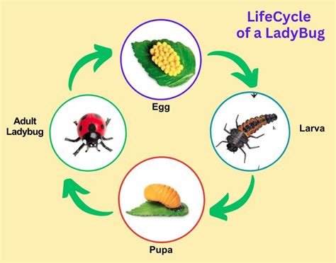 Lady Bug LifeCycle, 4 Stages of Ladybug Metamorphosis